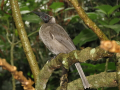 Philemon buceroides
