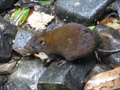 Hypsiprymnodon moschatus