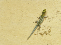 Lygodactylus picturatus