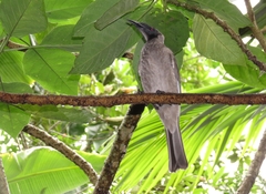 Philemon buceroides