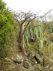 Bursera morelensis