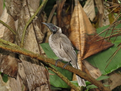 Philemon buceroides