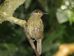 Xanthotis macleayanus