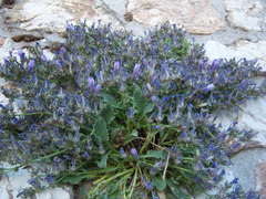 Campanula celsii