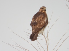 Buteo japonicus