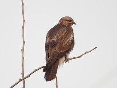 Buteo japonicus