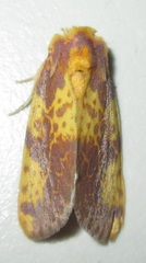 Copifrontia xantherythra