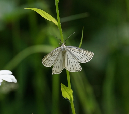 Black-veined Moth
