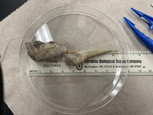 Lizardfish (Synodus poeyi) — Synodontidae