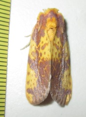 Copifrontia xantherythra