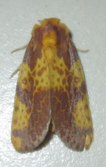Copifrontia xantherythra