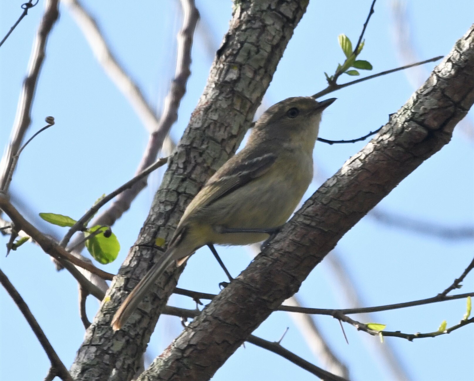 Flat-billed Vireo (Vireo nanus), photo 10