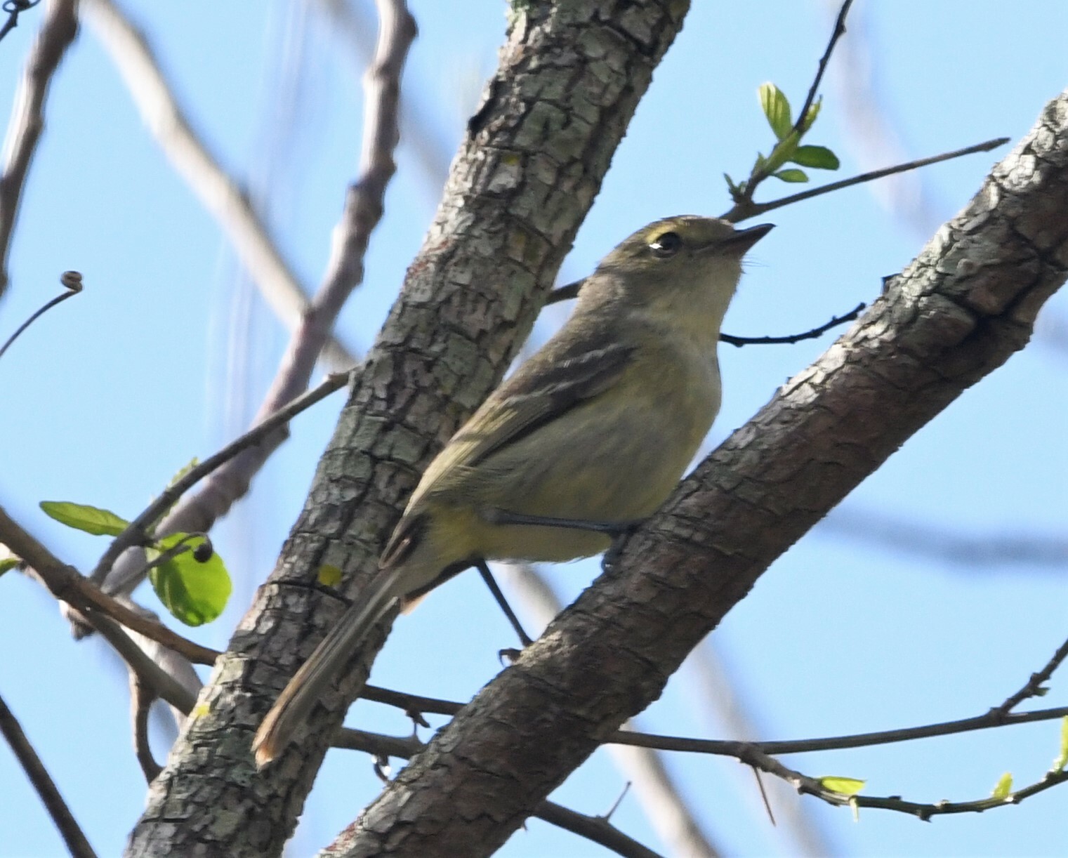 Flat-billed Vireo (Vireo nanus), photo 8
