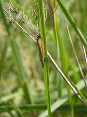 Agriphila selasella