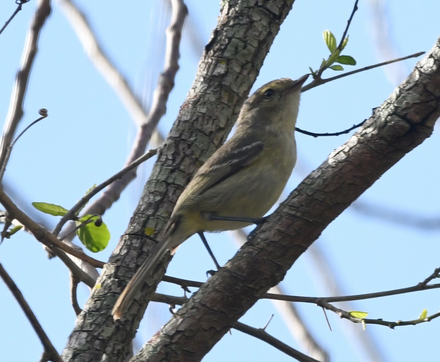 Flat-billed Vireo (Vireo nanus), photo 9