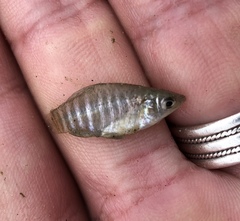 Fundulus xenicus