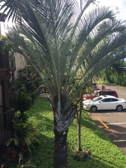 Dypsis decaryi
