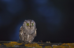 Otus scops