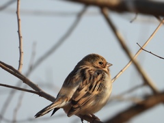 Emberiza pallasi