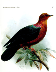 Western Bronze-Naped Pigeon photo 4