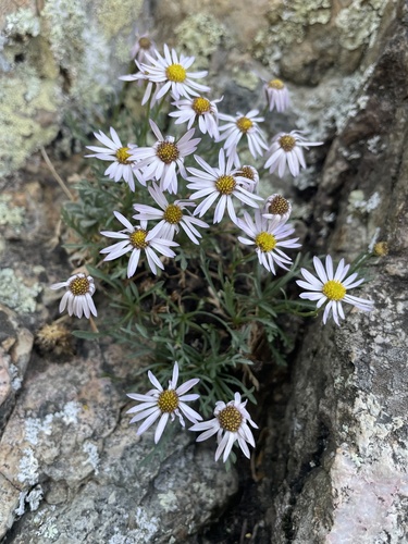Pringle's fleabane (Erigeron pringlei)