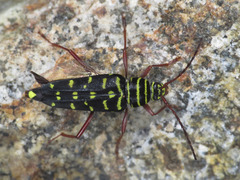 Placosternus guttatus