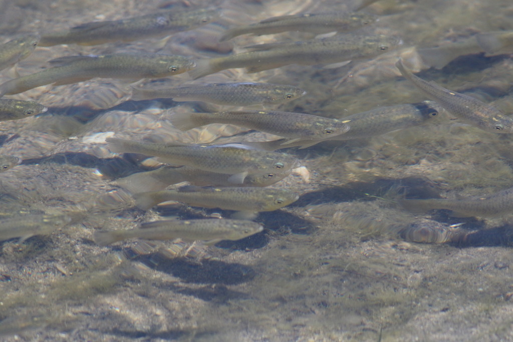 California Killifish (Fundulus parvipinnis)