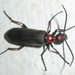 Redneck Blister Beetles - Photo no rights reserved, uploaded by Botswanabugs