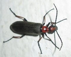 Lydomorphus bisignatus