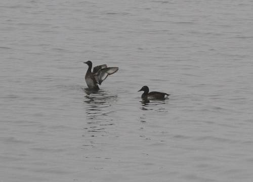 Baer's Pochard