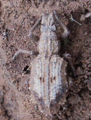 Microcerus