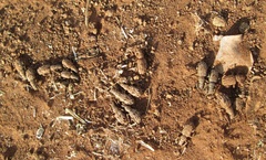 Microcerus
