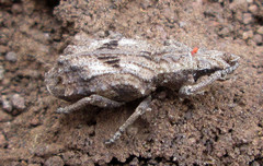 Microcerus