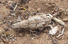 Microcerus