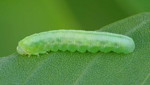 Black Ash Sawfly