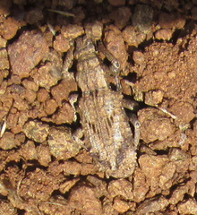 Microcerus
