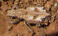 Microcerus