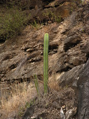Isolatocereus dumortieri