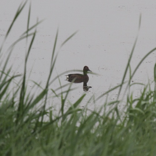 Ferruginous Duck