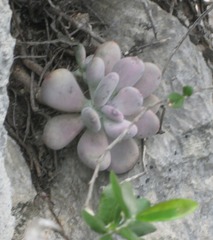 Pachyphytum bracteosum