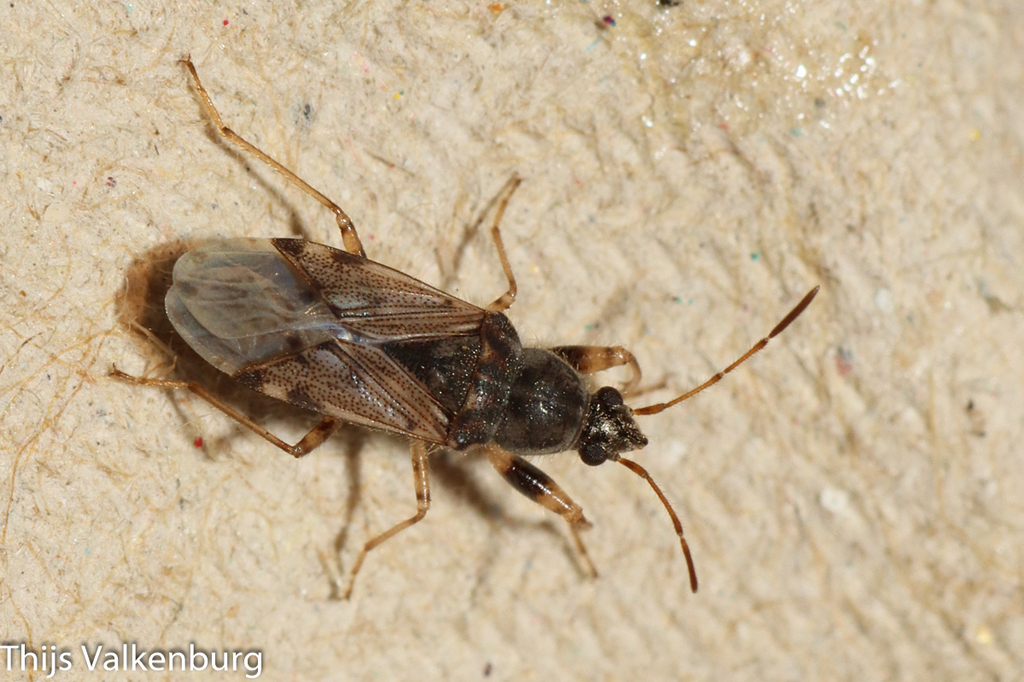 Remaudiereana annulipes