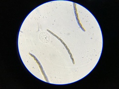 Trichoglossum hirsutum image