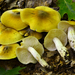 Tricholoma robustipes - Photo (c) Christian Schwarz, some rights reserved (CC BY-NC), uploaded by Christian Schwarz