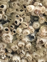 Amphibalanus reticulatus