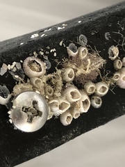 Amphibalanus reticulatus