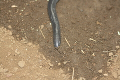 Dermophis