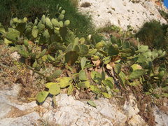 Opuntia anahuacensis