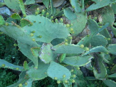 Opuntia anahuacensis