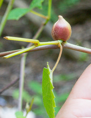 Ampelomyia vitispomum