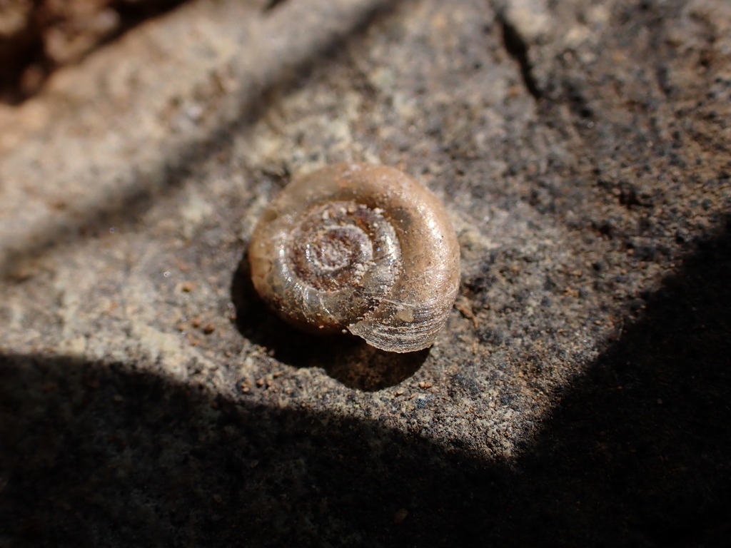 Chinese ram's-horn snail